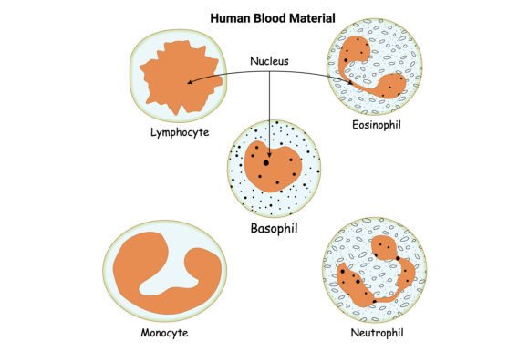 Download Human Blood Material Vector Design - Premium Resources